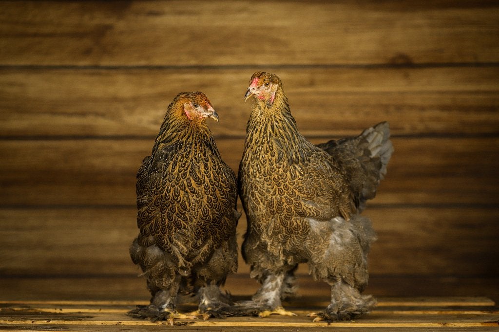 Brahma groot | Tamme grote kippen | Passend advies, Dieren en Toebehoren, Pluimvee, Vrouwelijk, Kip