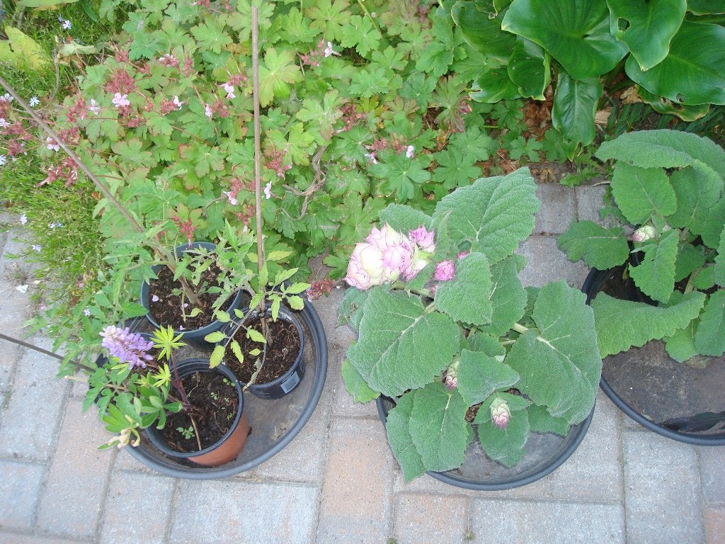 vaste  tuinplanten, Ophalen, Vaste plant, Overige soorten, Volle zon