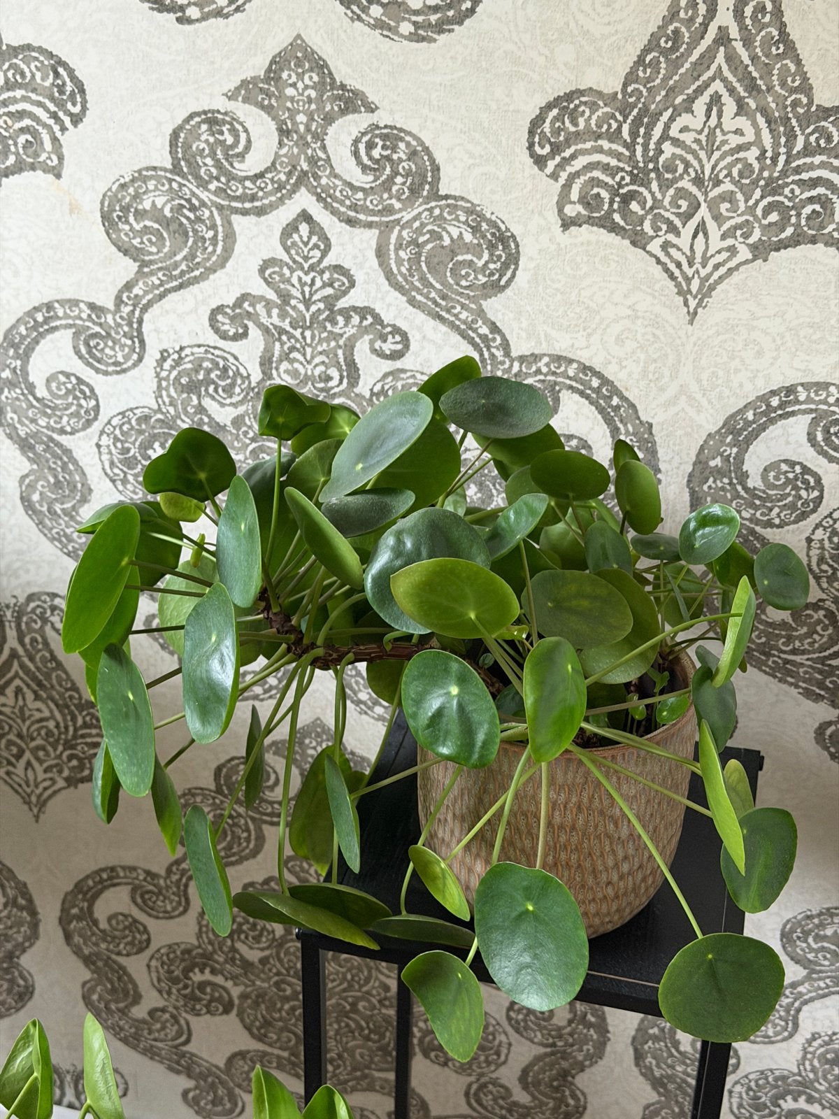 Pannenkoekenplant (Pilea Peperomioides), Ophalen, Overige soorten, Halfschaduw, Minder dan 100 cm