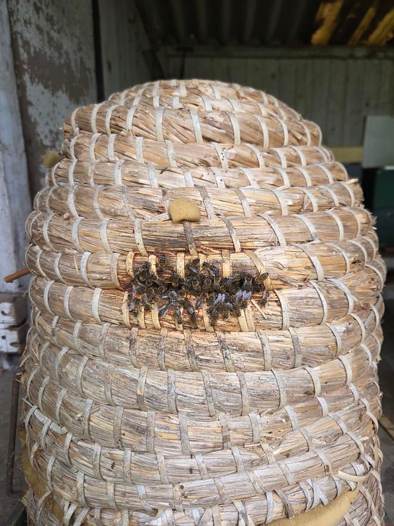TE KOOP AANGEBODEN BIJENKORF ZIJN MOOI AAN HET BOUWEN, Dieren en Toebehoren, Bijen