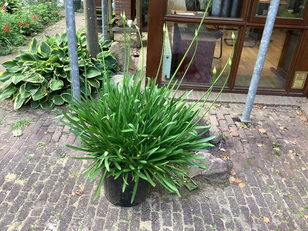 Kuipplant Agapanthus, Vaste plant, Halfschaduw, Zomer, Ophalen