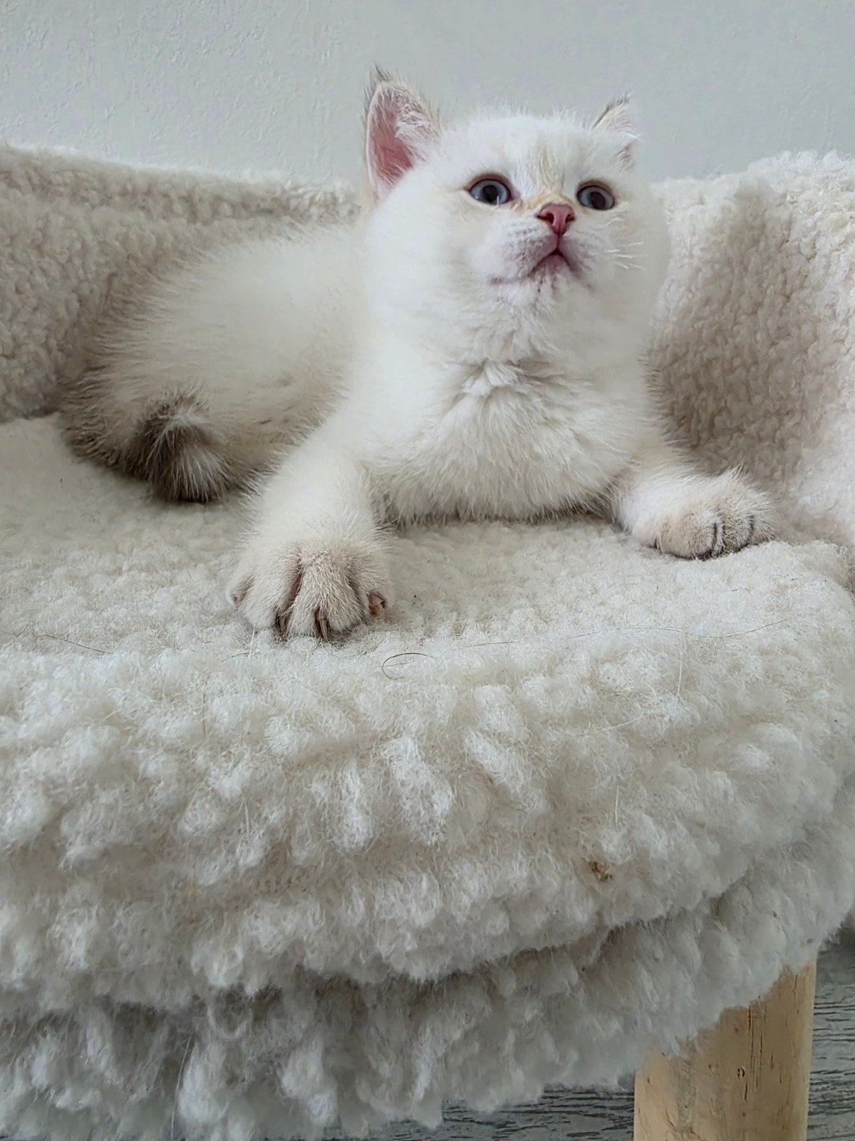 Laatste Britse Korthaar Katertje Beschikbaar, Dieren en Toebehoren, Katten en Kittens | Raskatten | Korthaar, Kater, Ontwormd