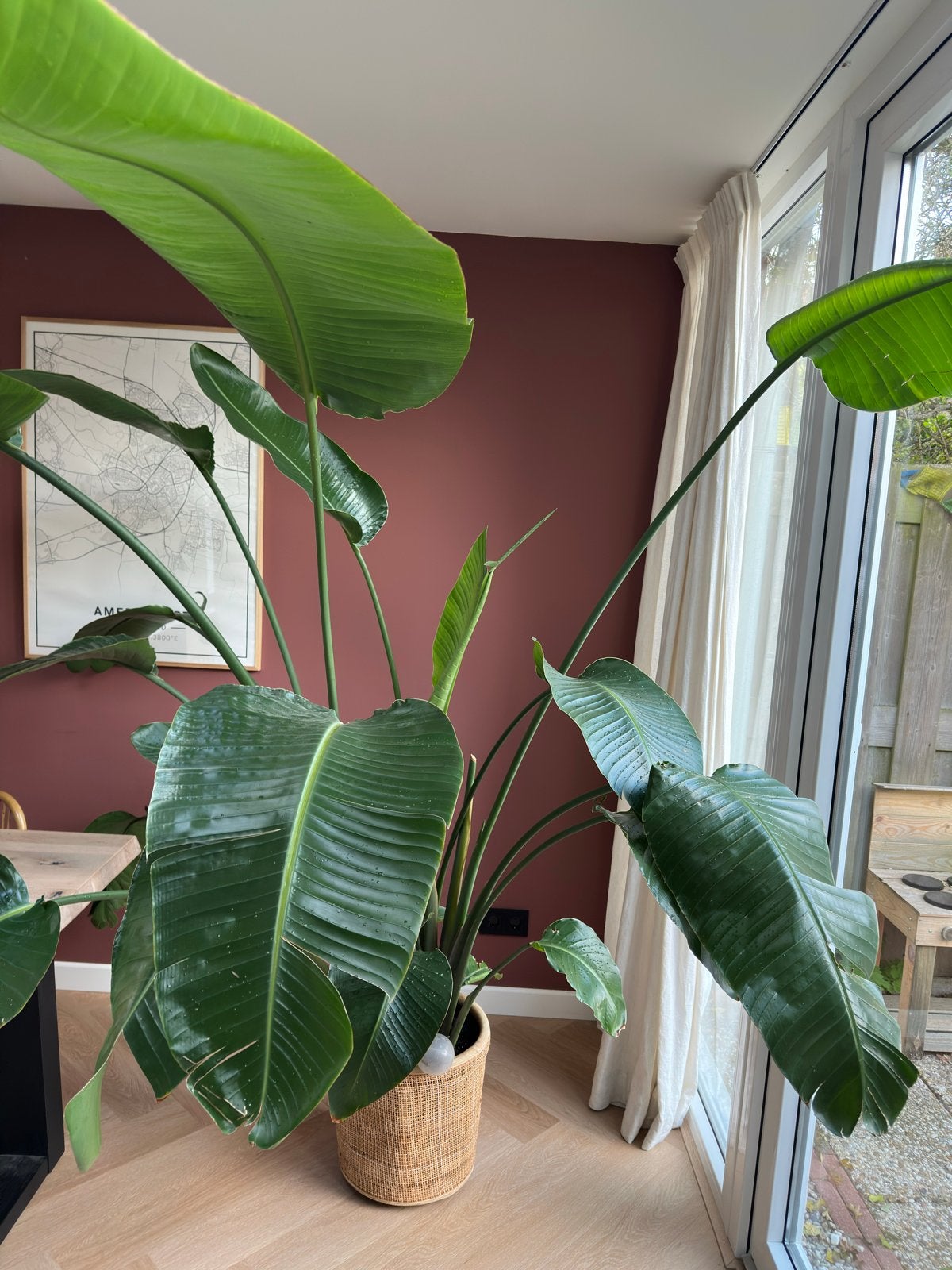 Grote Strelitzia in Intratuin pot, Ophalen, 200 cm of meer, Overige soorten, Halfschaduw