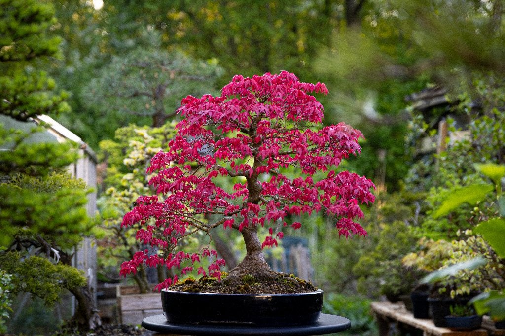 Bonsai workshop, Hobby of Vrije tijd