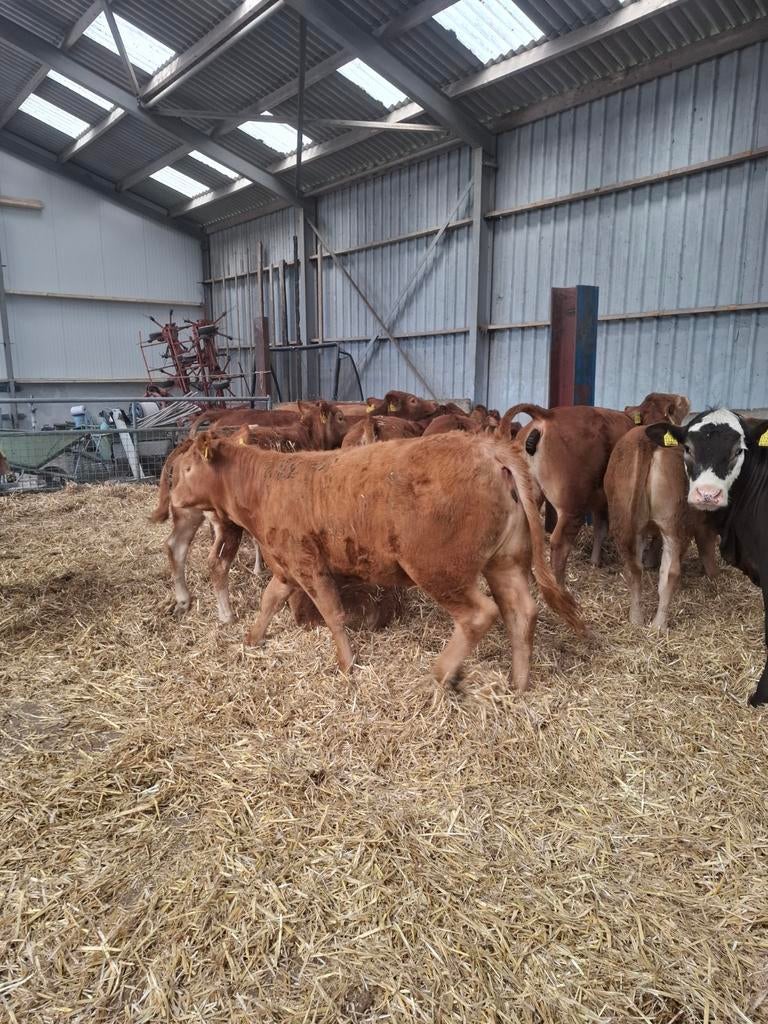 Limousine pinken, Dieren en Toebehoren, Vrouwelijk, 0 tot 2 jaar