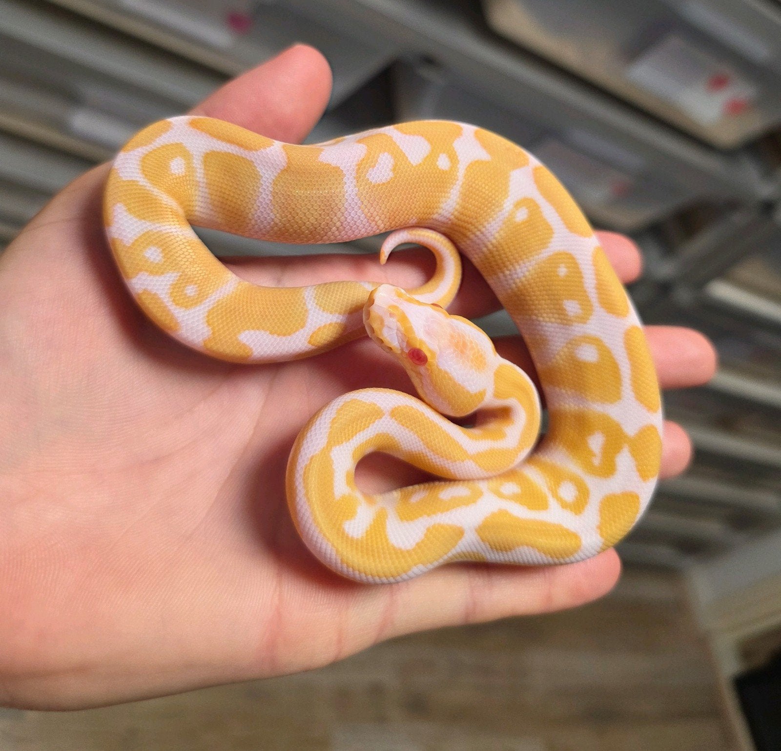 Albino/Candino 100%Clown️ Ball Python - unknown for sale from G.B