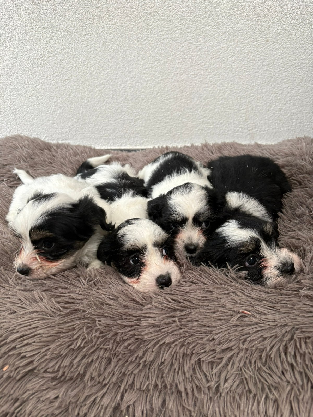 LIEVE BOOMER PUPS – MALTEZER X SHIH TZU, Dieren en Toebehoren, Overige rassen, Meerdere, Meerdere dieren, Nederland
