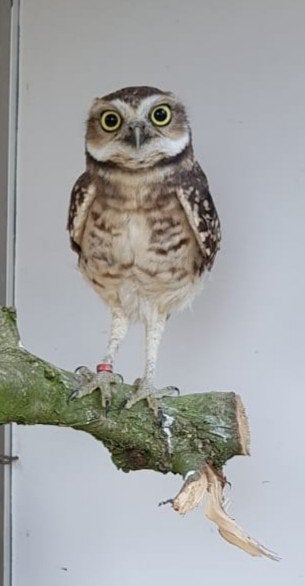 Konijnenuil   nog 1 jong roofvogel, Geslacht onbekend, Roofvogel, Geringd