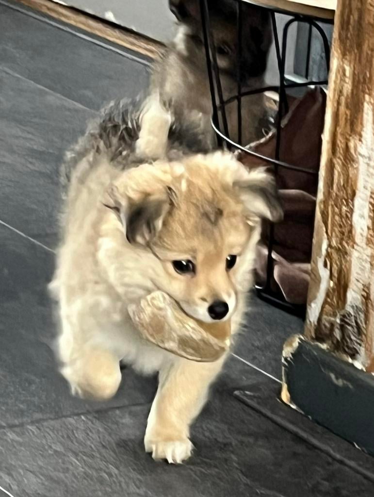 Pups 🩵🩵 zoeken een  ⭐️⭐️⭐️⭐️⭐️huis, Dieren en Toebehoren, Honden | Chihuahua's en Gezelschapshonden, Parvo, Overige rassen, 8 tot 15 weken