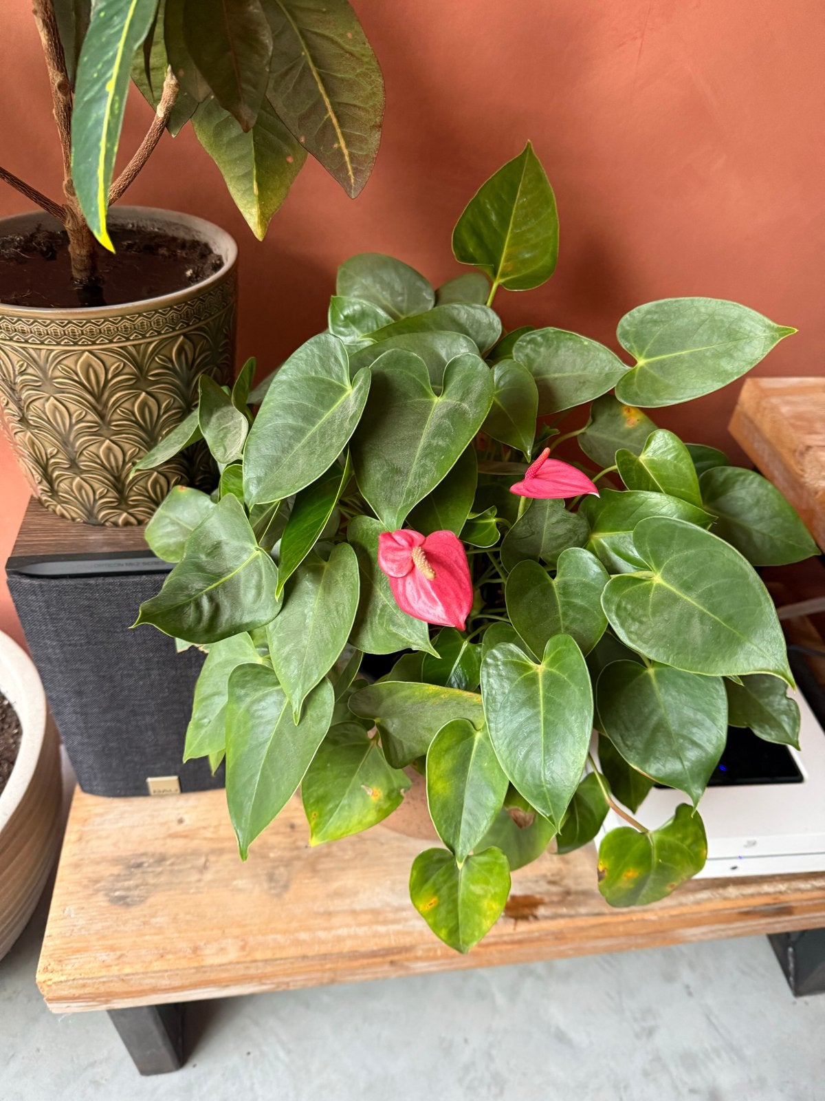 Grote Anthurium / Flamingoplant - Zoekt Nieuw Thuis, Vaste plant, Halfschaduw, Lente, Ophalen