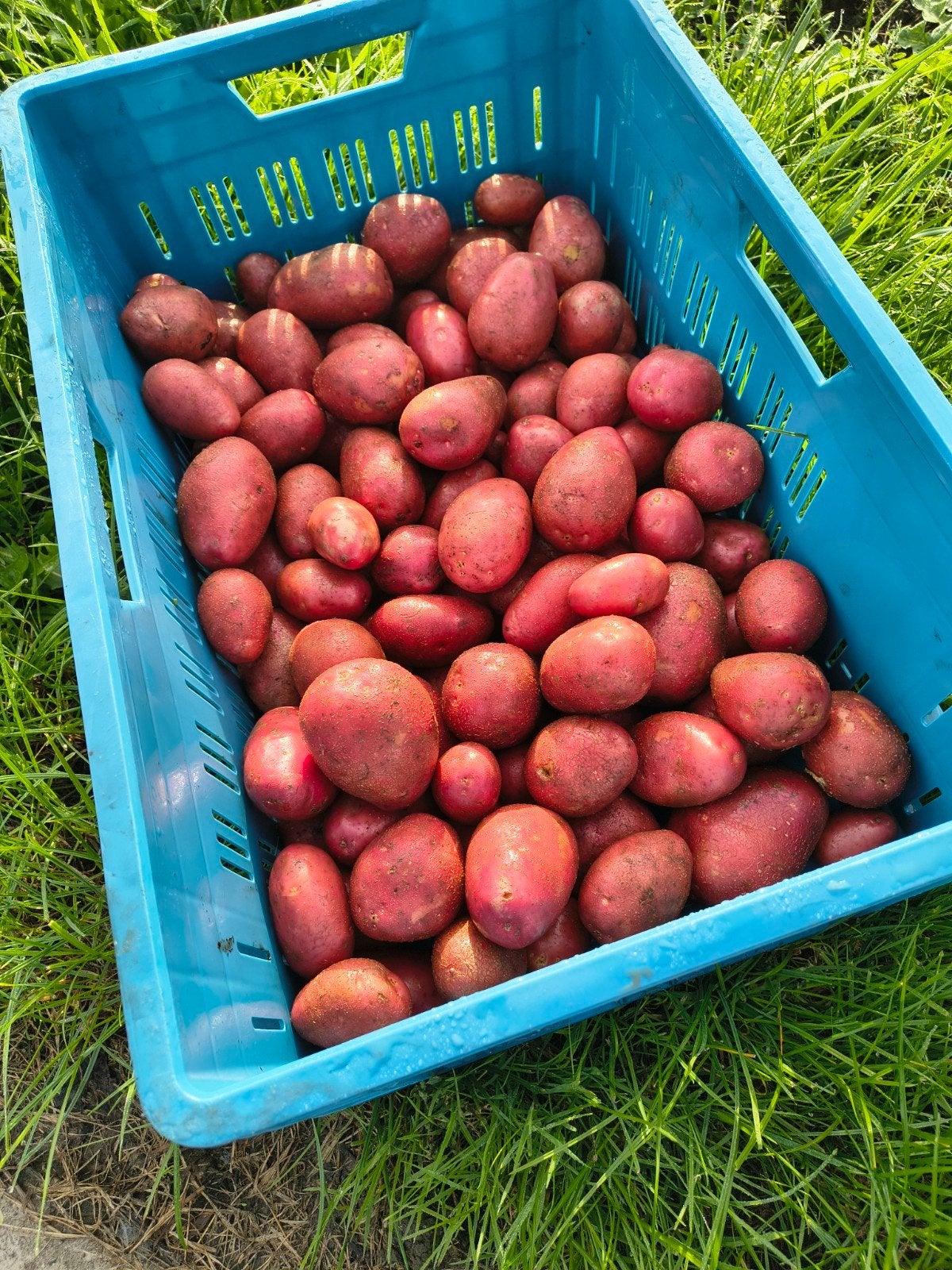 biologische aardappelen, Alouette, Ophalen