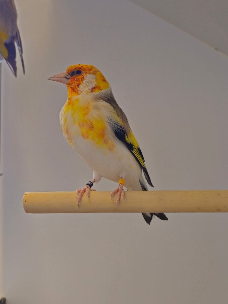 Majoorputter Witkop Agaat | Koppel | 2025, Meerdere dieren, Wildzangvogel, Geringd