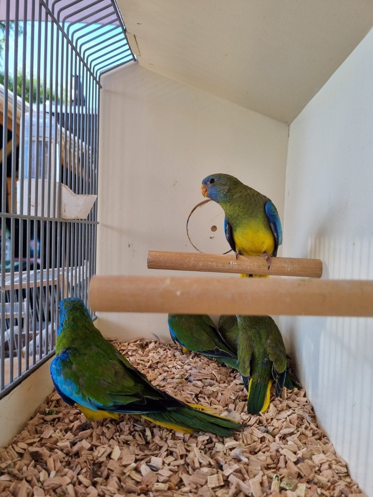 Turquoisine pop, Vrouwelijk, Parkiet