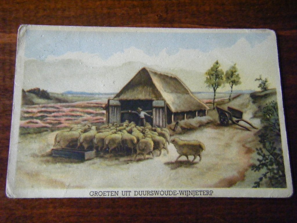 Q39 - Duurswoude / Wijnjeterp - Schaapskooi - 1954 - Oud, Verzamelen, Ansichtkaarten | Nederland, Ophalen of Verzenden, 1940 tot 1960