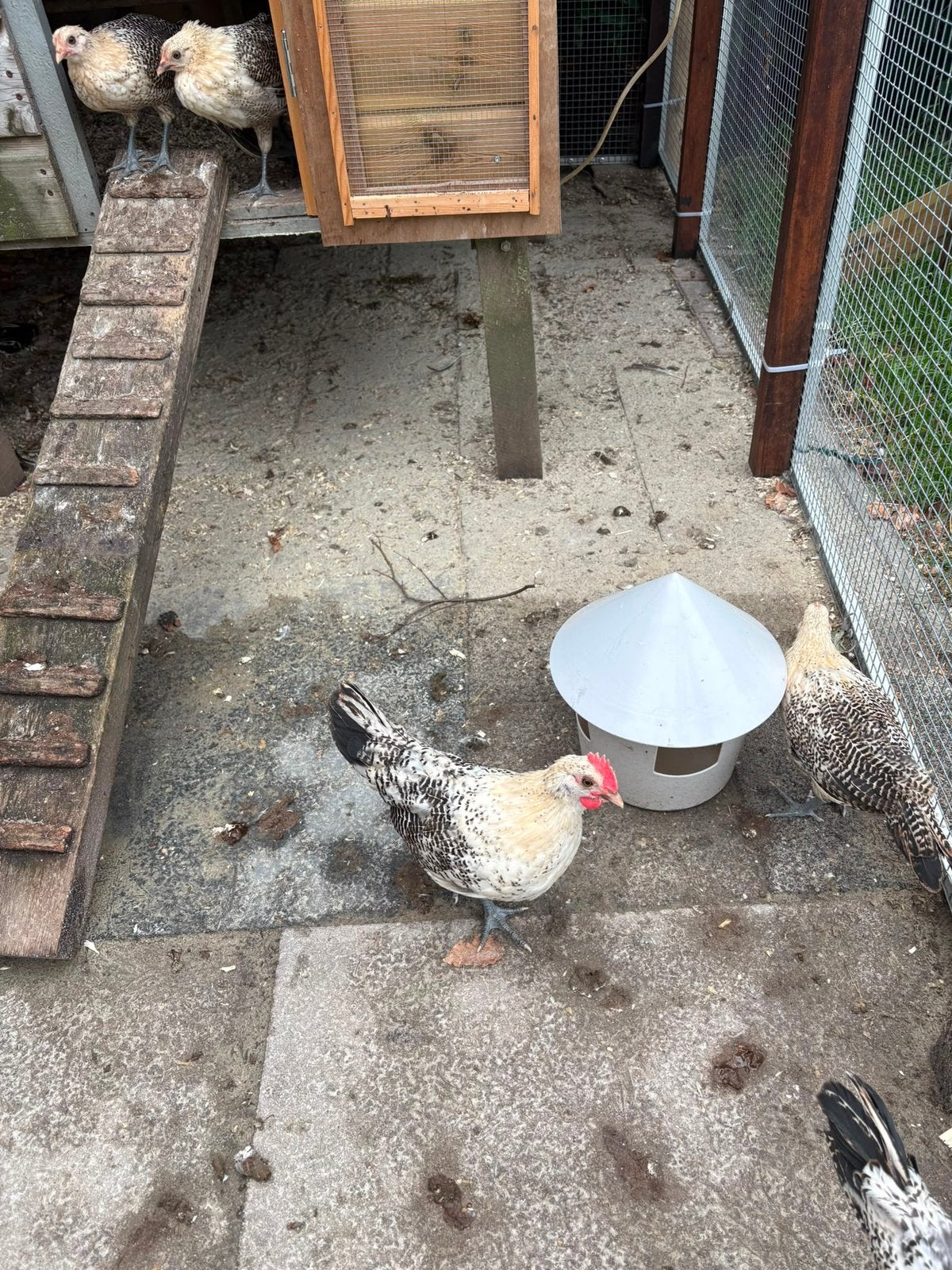 Friese hoender citroenpel, Dieren en Toebehoren, Meerdere dieren, Kip