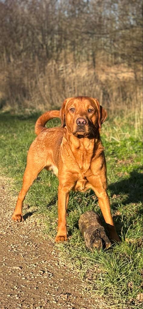 Dekreu Red Fox Labrador, Reu, 1 tot 2 jaar, Labrador retriever, Eén hond