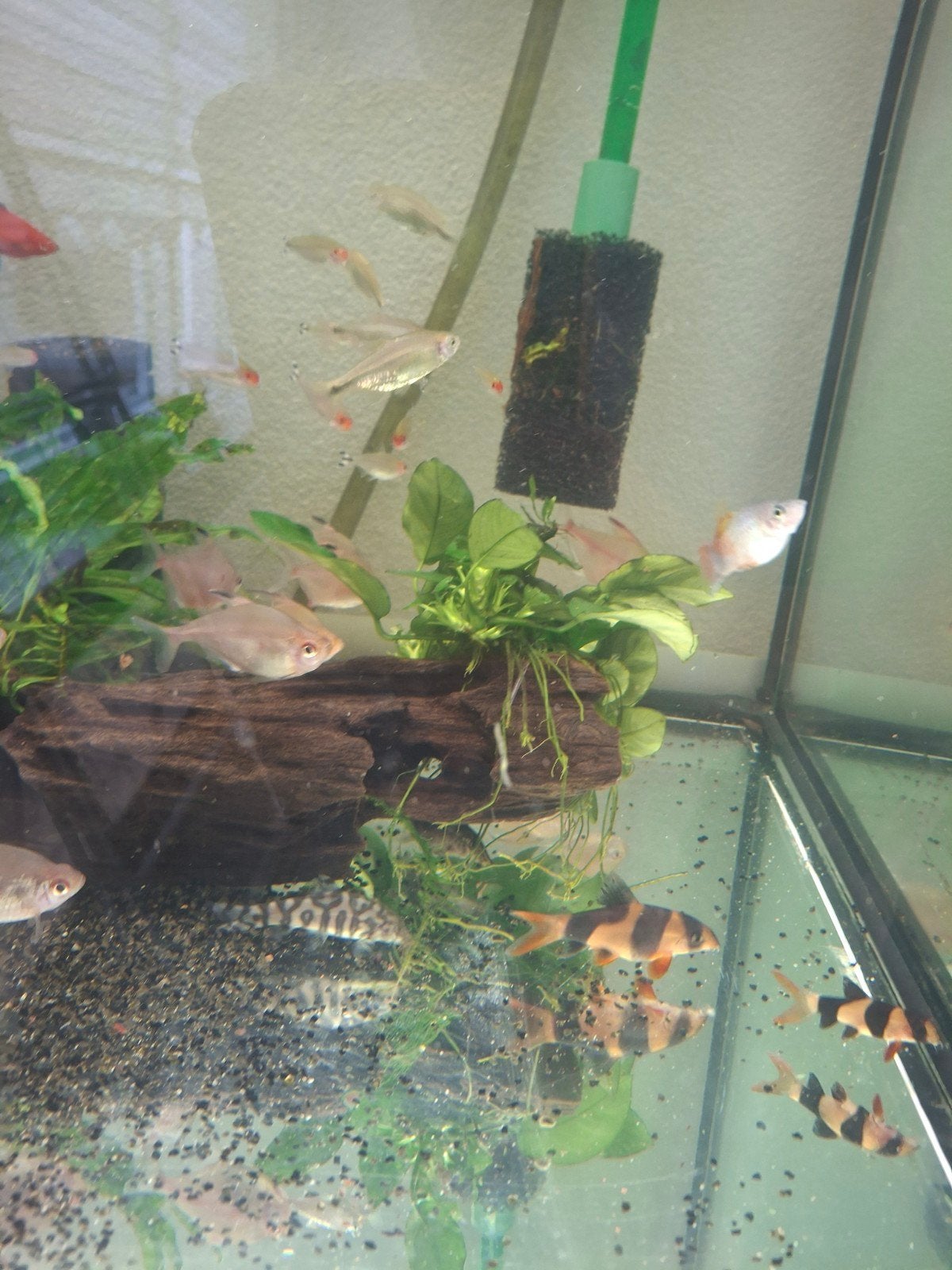 aquarium vissen hele bak 20 euro., Dieren en Toebehoren, Vissen | Aquariumvissen, Vis