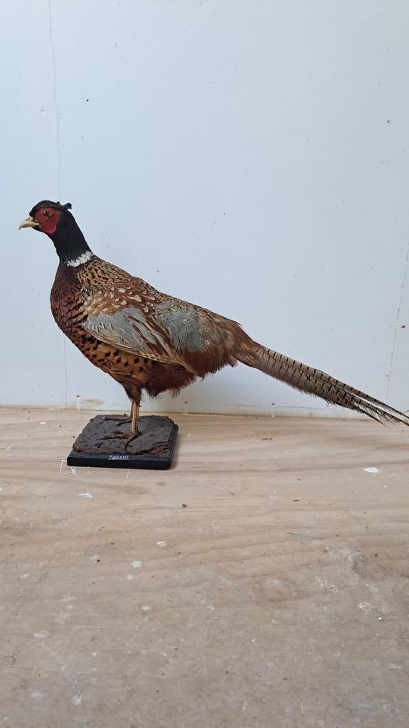 Mooie Opgezette Fazant Vogel Nieuwstaat!, Ophalen of Verzenden, Zo goed als nieuw, Vogel, Opgezet dier