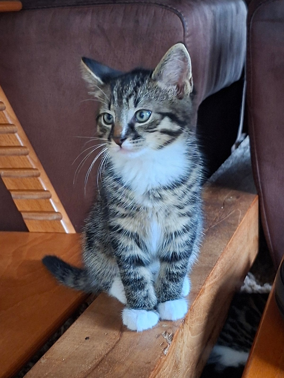 6 lieve kittens zoeken goed huisje, Meerdere dieren, Kortharig, 0 tot 2 jaar