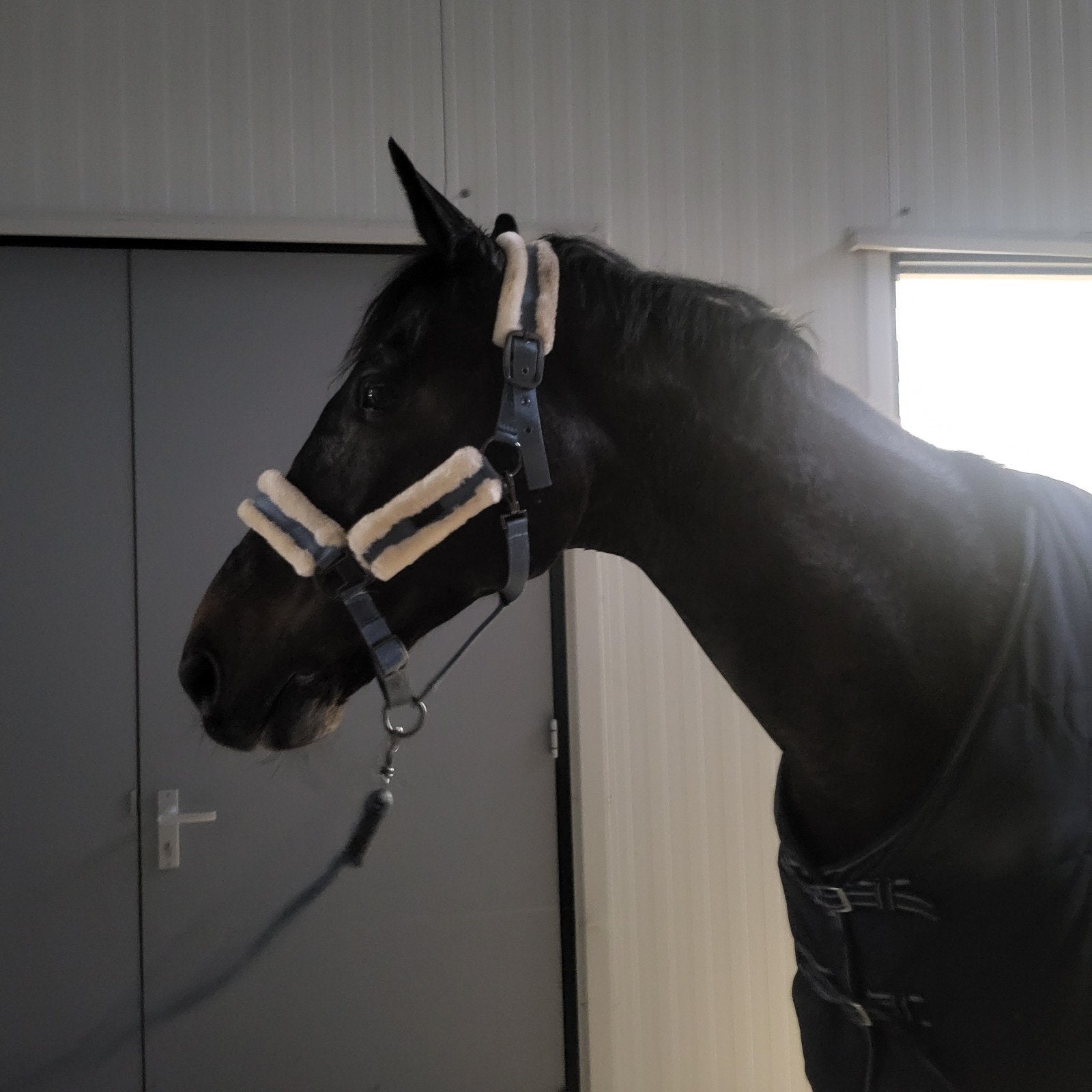 Lieve, energieke , stoere , 17 jarige ruin, Dieren en Toebehoren, Springpaard, Ruin, 11 jaar of ouder, 165 tot 170 cm