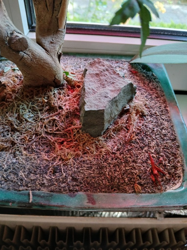 Bonsai in keramiek schaal, Ophalen of Verzenden