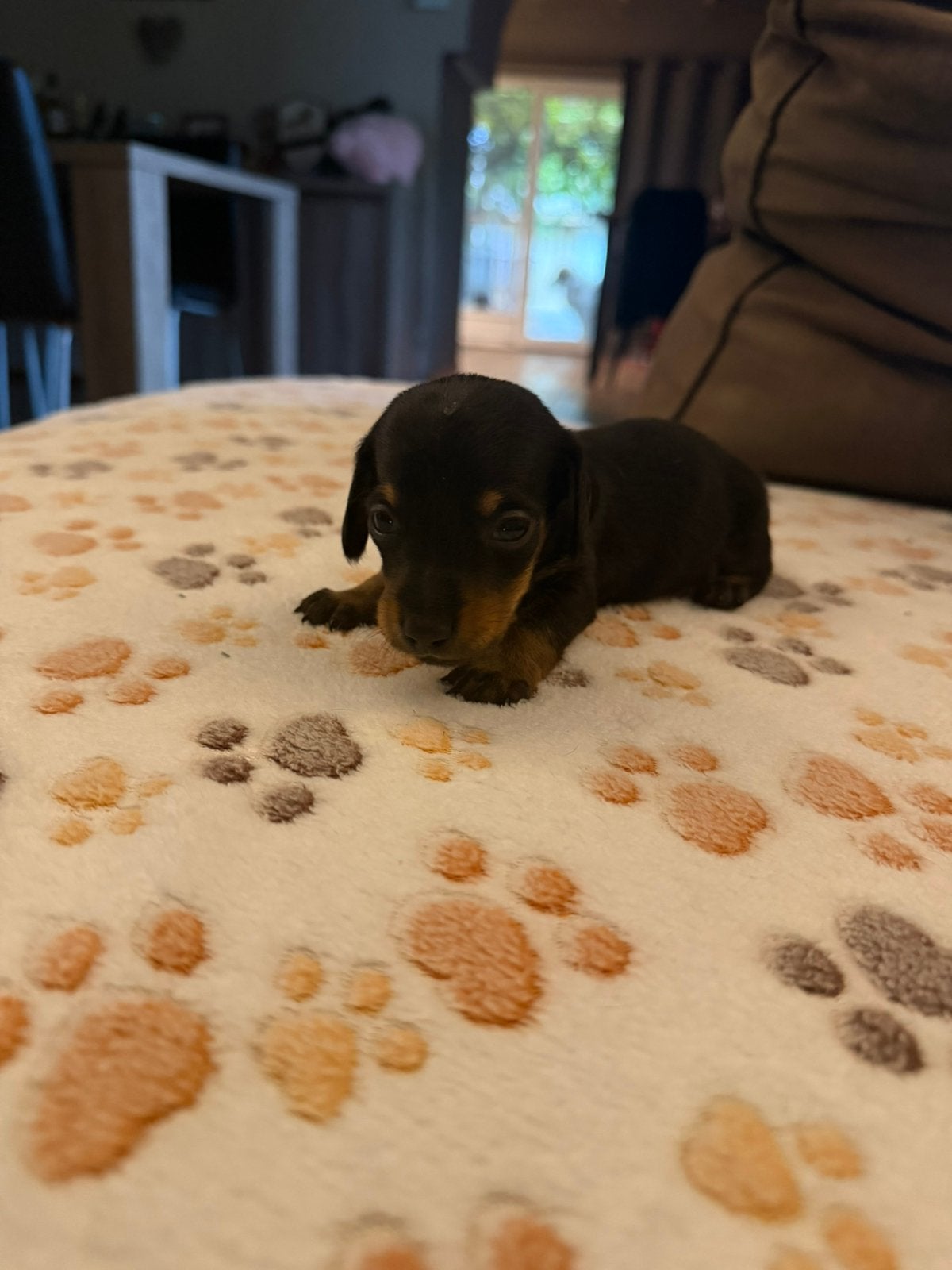 Mini teckel / Kaninchen pups, Kaninchen, België, Particulier, 8 tot 15 weken