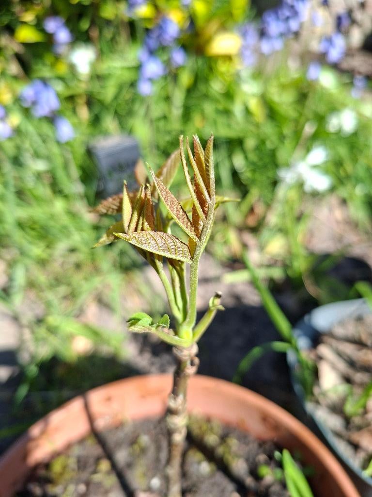 Walnootboom, Juglans regia in pot 20-40 cm Nu slechts € 2,50, Overige soorten, Lente, Minder dan 100 cm, Ophalen
