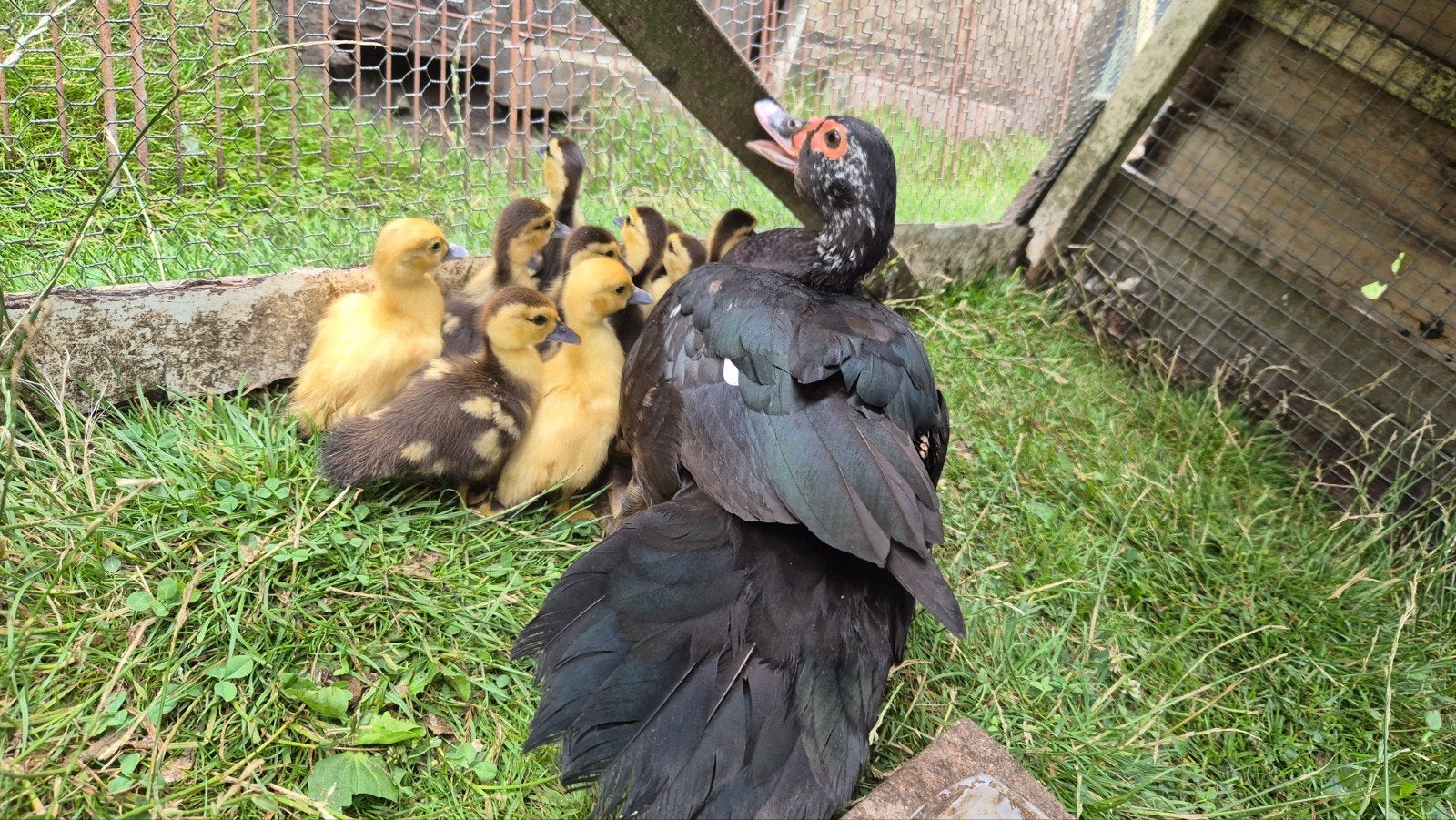 te koop jongen muskus eendjes met moeder, Dieren en Toebehoren, Meerdere dieren