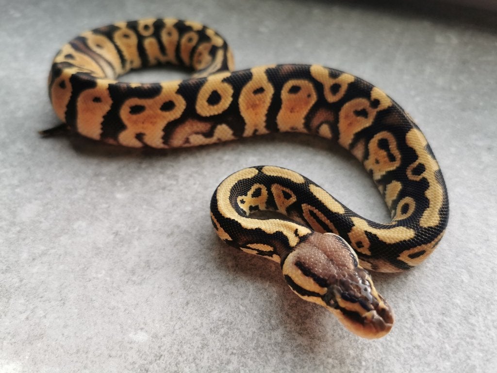 0.1 Pastel (het Clown) Koningspython Ball Python photo 2