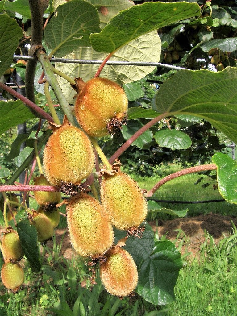 Restpartij 10  Kiwi klimplanten in soorten   € 95,-, Volle zon, Vaste plant, Ophalen of Verzenden, Klimplanten