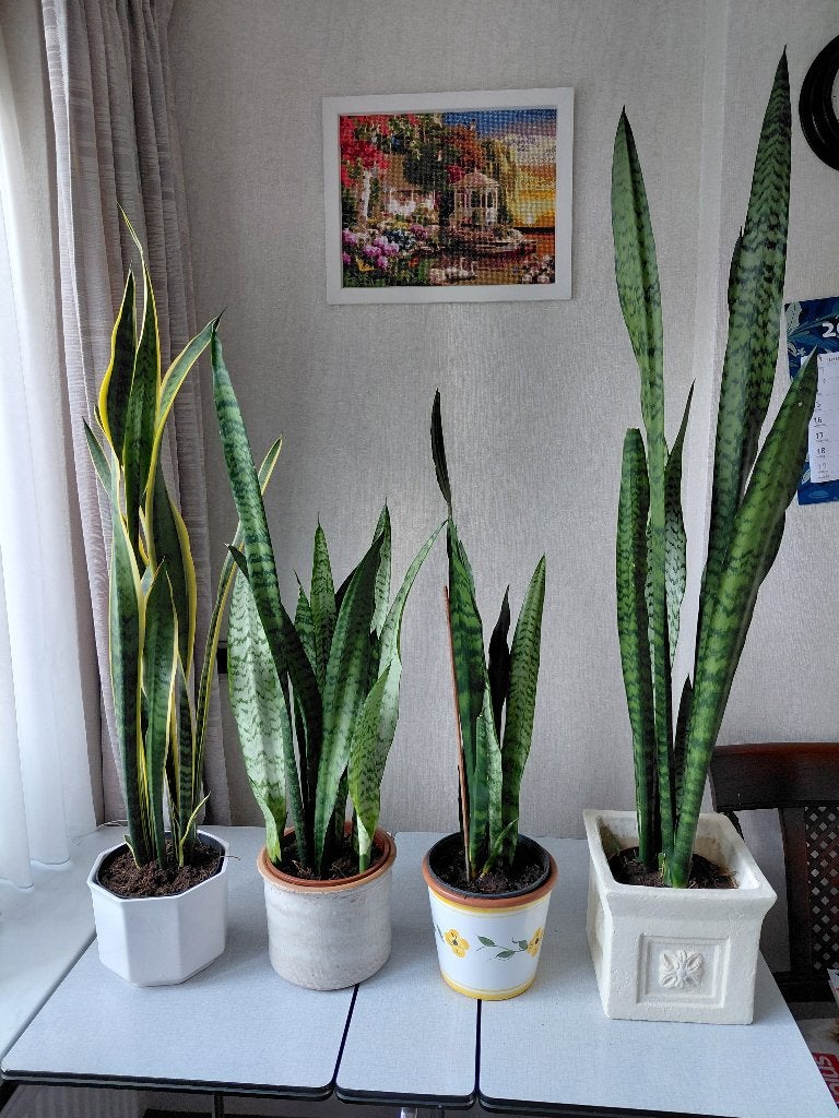 Sansevieria planten, Ophalen, Halfschaduw, Minder dan 100 cm