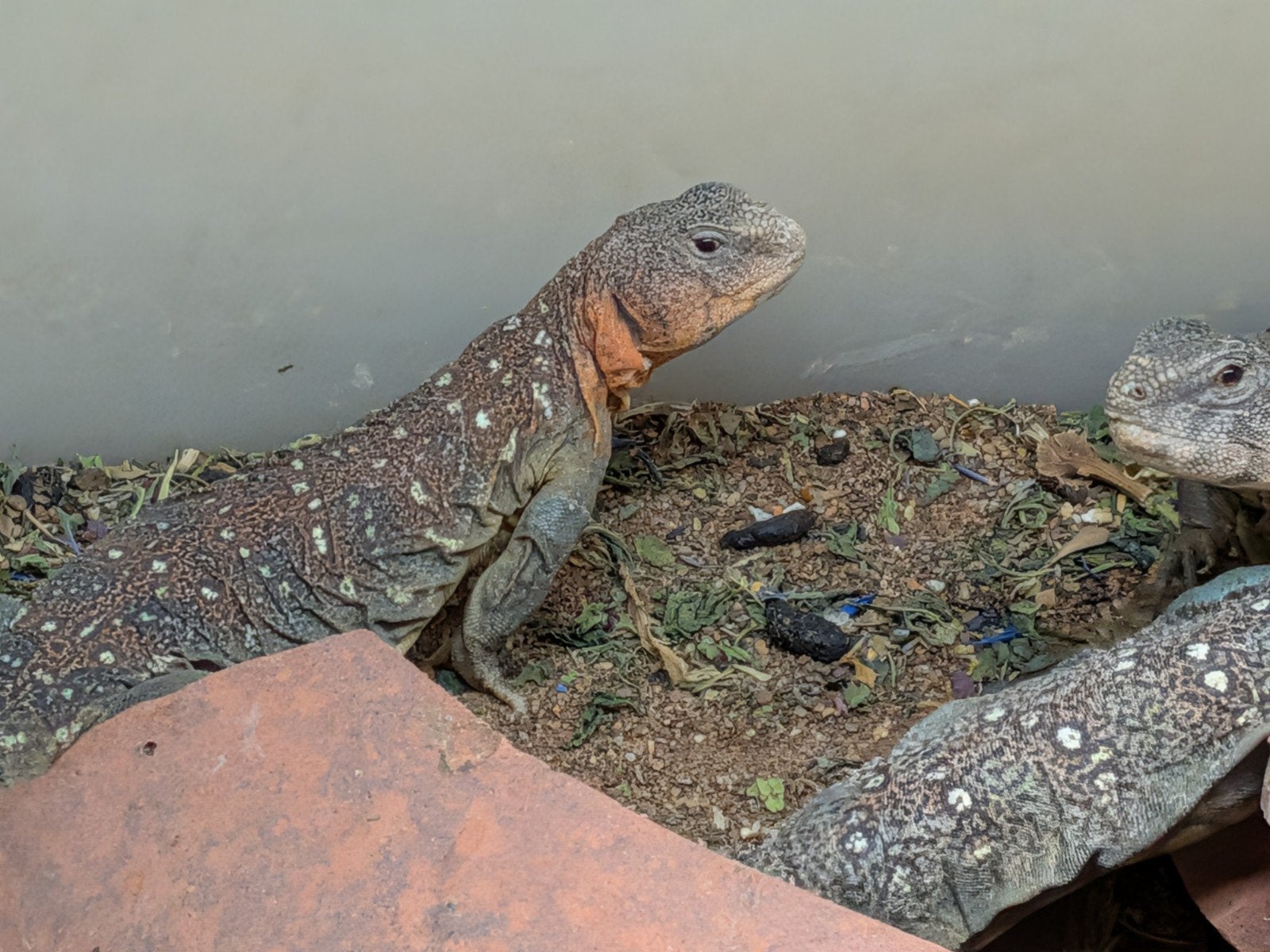 uromastyx, xenagama Taylori, pogona vitticeps Bearded Dragon photo 3
