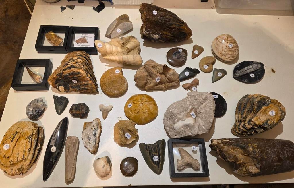 Groot lot fossielen ,haaientanden, mammoet kies,megalodon,.., Verzamelen, Mineralen en Fossielen, Fossiel, Ophalen of Verzenden