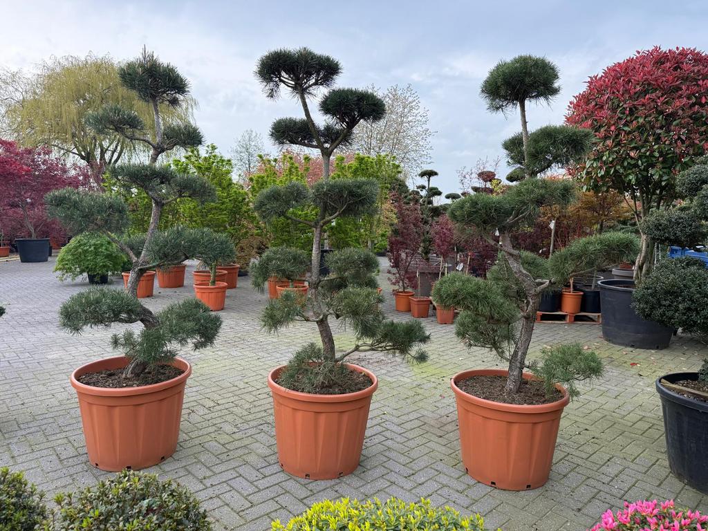 Pinus nigra s stam bonsai, Tuin en Terras, Overige soorten, 100 tot 250 cm, Zomer, Ophalen