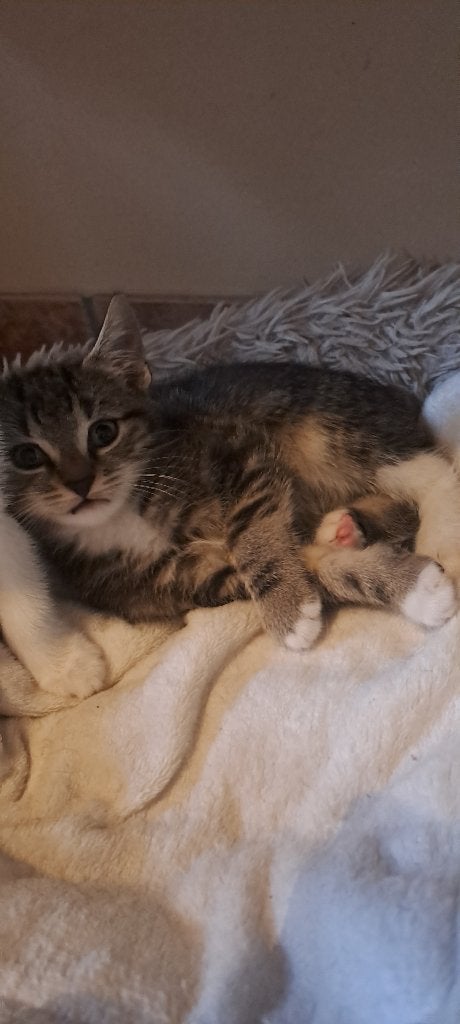 Nog 3 Kittens beschikbaar ze zijn  9 weken oud, Dieren en Toebehoren, Meerdere dieren, Kortharig, 0 tot 2 jaar