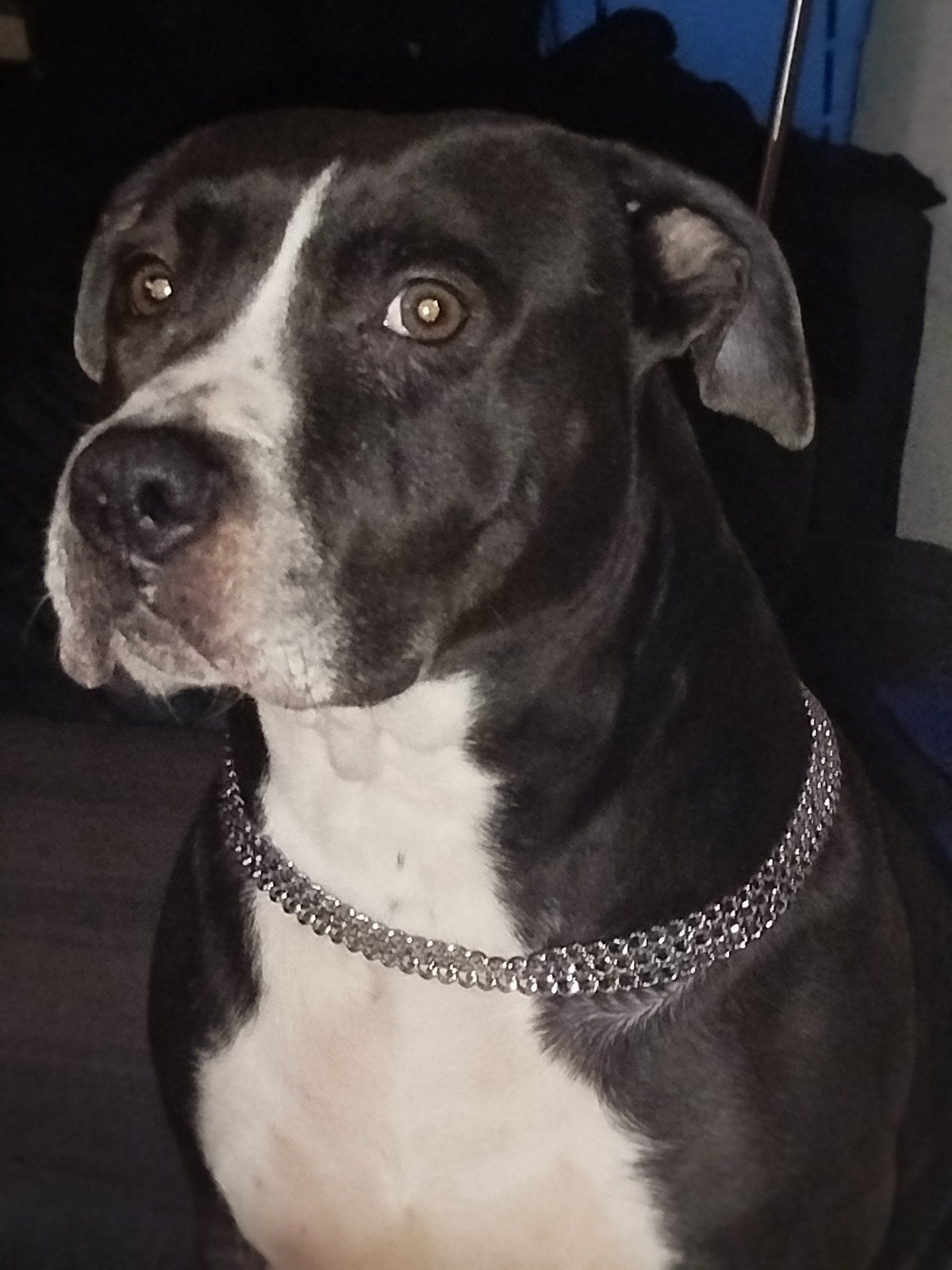 bully 5 jaar teef  maatje voor het leven  zie omschrijving, Dieren en Toebehoren, Teef, Eén hond, CDV (hondenziekte), Nederland