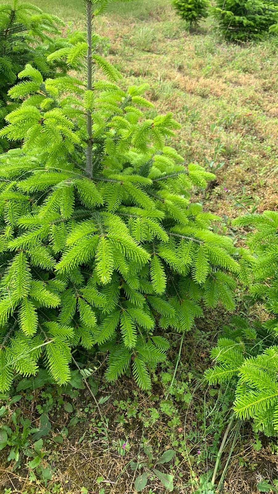 Nordmann 100-120 cm, Tuin en Terras, Planten | Bomen, Bloeit niet, Overige soorten, 100 tot 250 cm, Ophalen