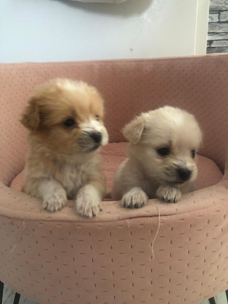 Mooie puppy’s, Dieren en Toebehoren, Honden | Niet-rashonden, HCC (leverziekte), 8 tot 15 weken, Meerdere, Meerdere dieren