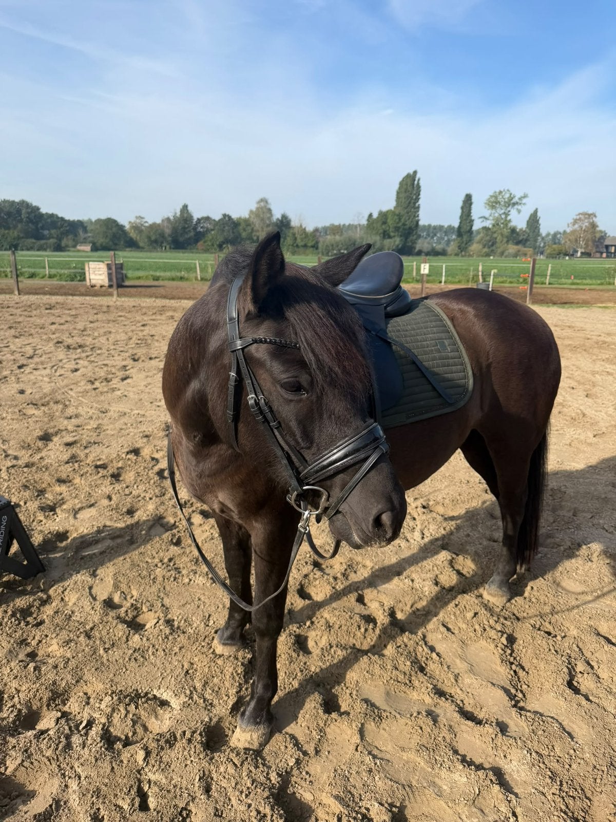 Zwarte D pony, Dieren en Toebehoren, Merrie, Zadelmak, 7 tot 10 jaar, Recreatiepony