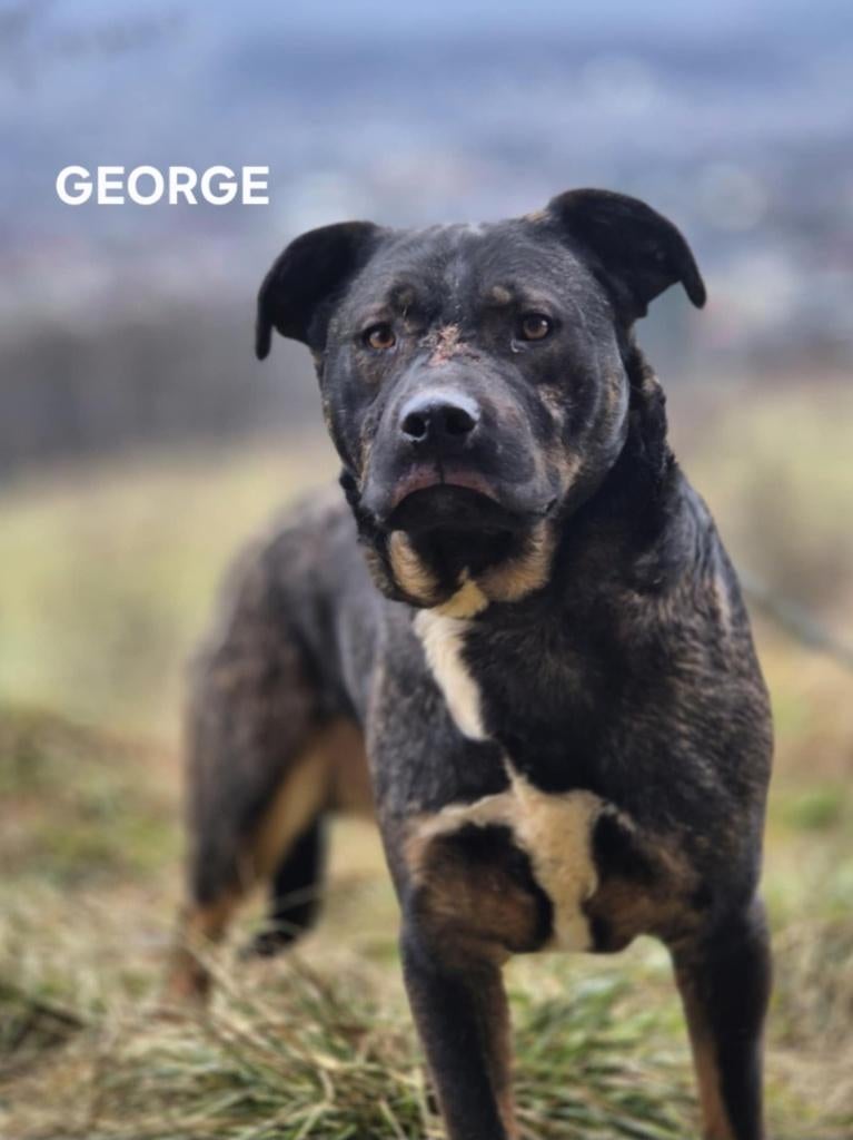 Deze honden zoeken een lief baasje, Particulier, 15 weken tot 1 jaar, Buitenland, Parvo