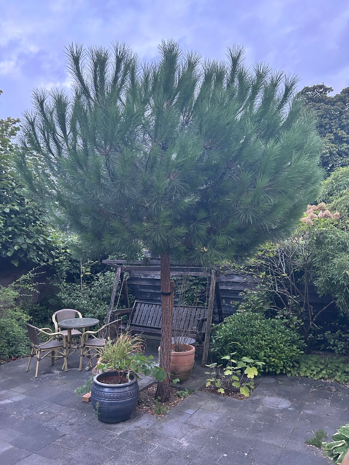 Pinus Pinea (Parasolden) - 4 meter hoog 2 stuks, Bloeit niet, Overige soorten, 400 cm of meer, Ophalen