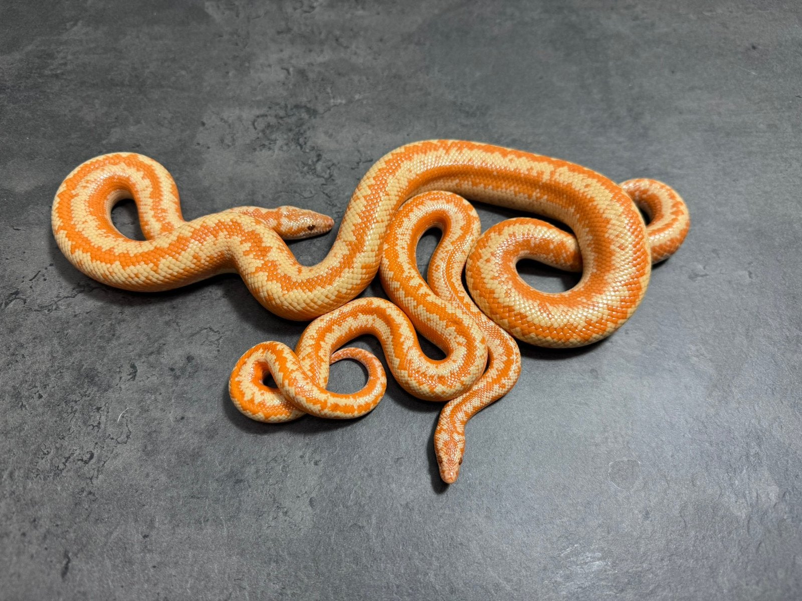 Lichanura trivigata 1.1 albino rosy boa’s, Dieren en Toebehoren, Reptielen en Amfibieën, Slang, 3 tot 6 jaar