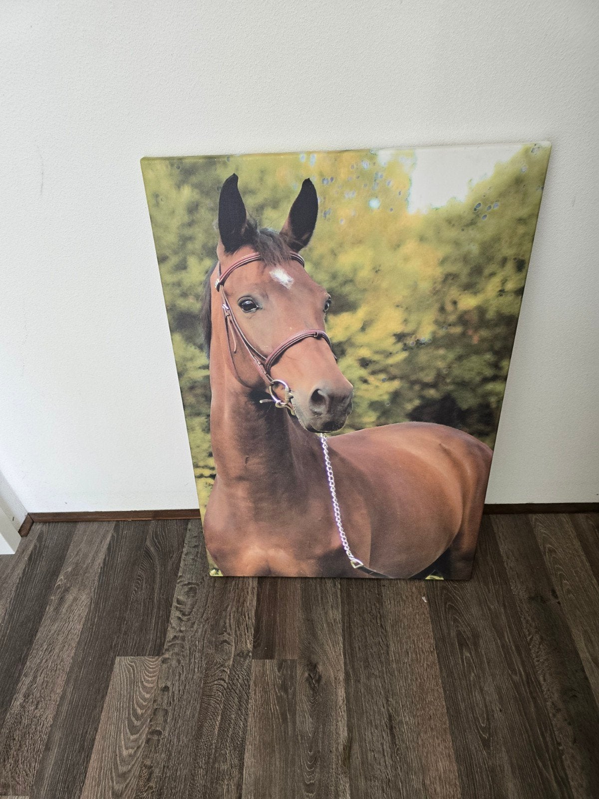 Prachtig paard op canvas - Decoratie voor paardenliefhebbers, Gebruikt, Ophalen of Verzenden, Print, 75 – 100