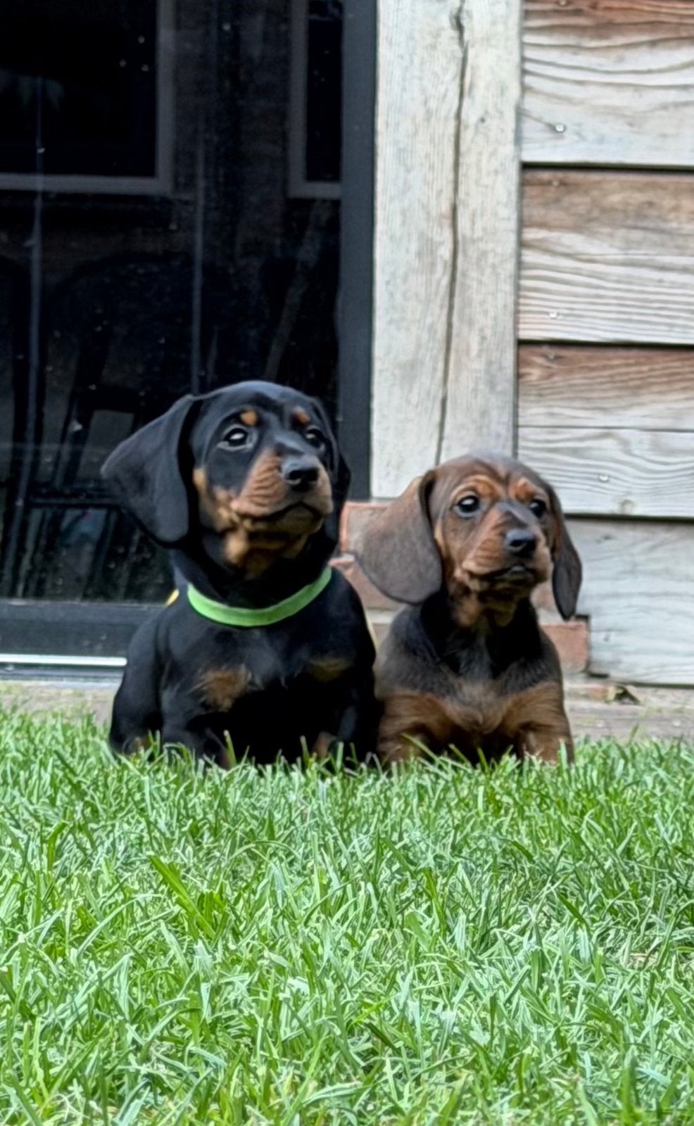 Twee pachtige Teckel - tekkel - tackel pups black/tan &bruin, Standaard, 8 tot 15 weken, Korthaar, Teef