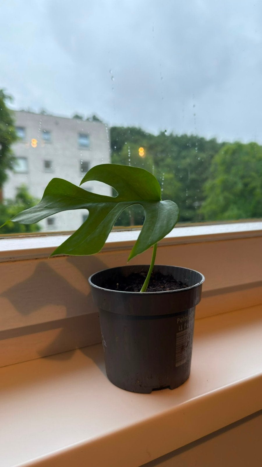 Monstera minima stekje, Tuin en Terras, Vaste plant, Bloeit niet, Halfschaduw, Ophalen