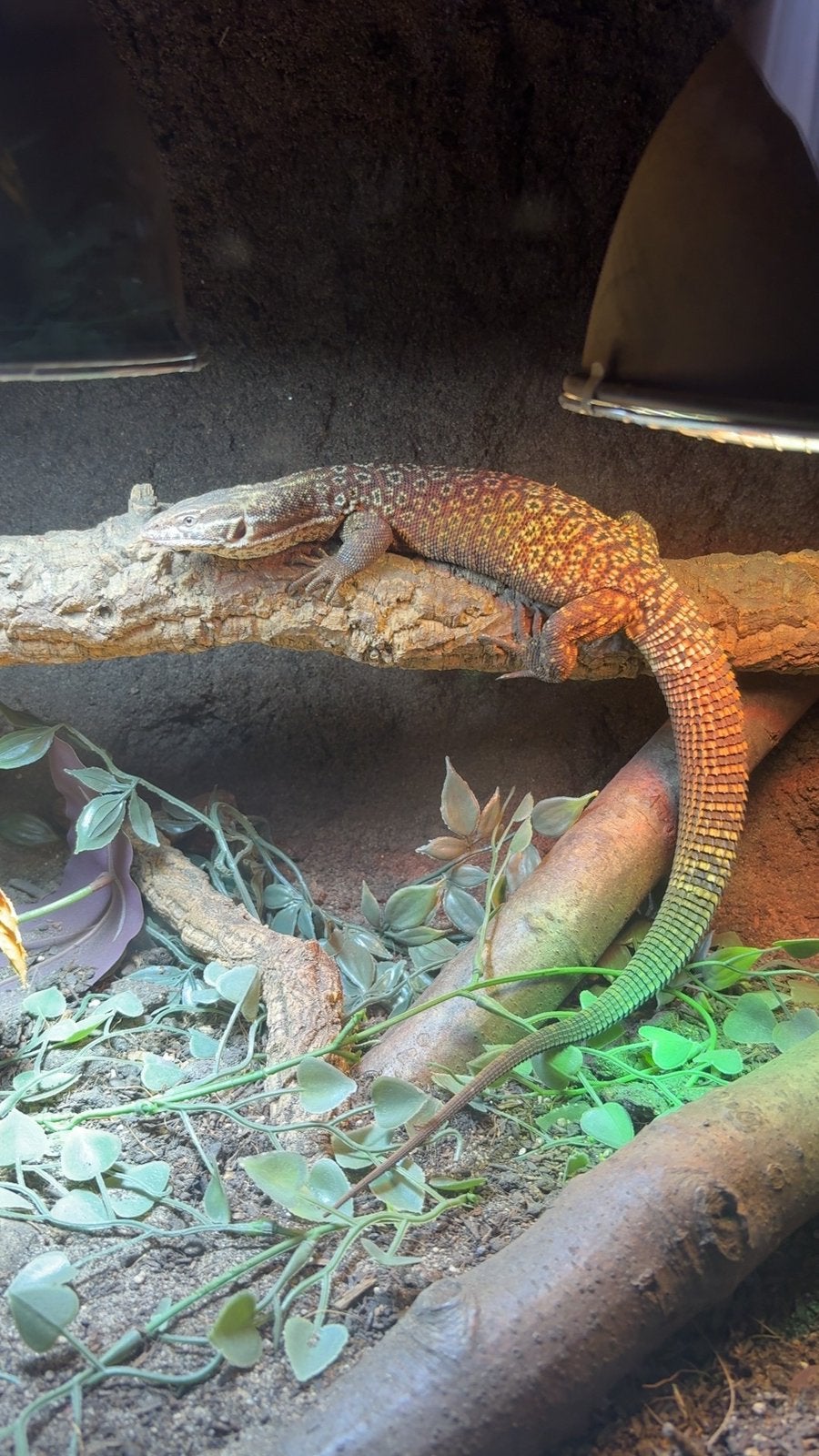 Ackie-monitor / Stekelstaartvaraan - Tam Monitor Lizard - unknown for sale from jay
