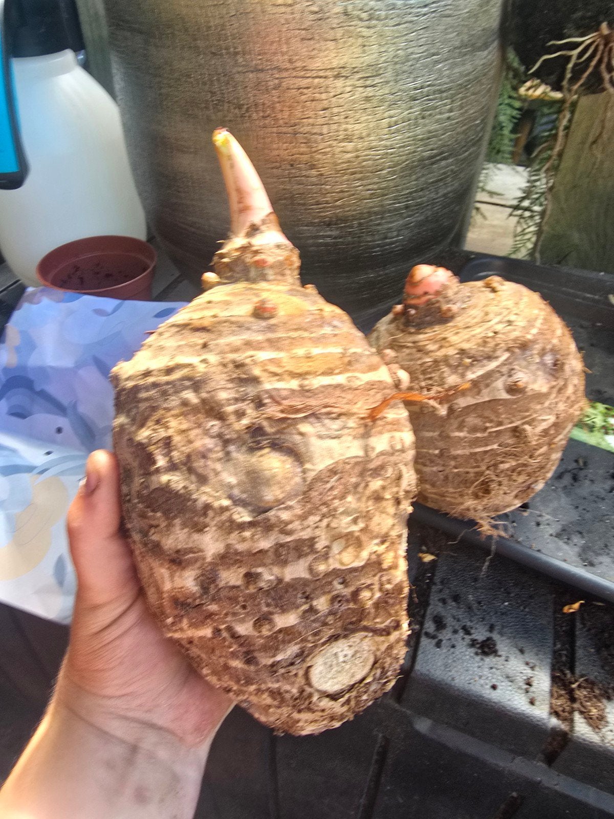 Colocasia Eskelento knol MEGA plant, Ophalen, Volle zon