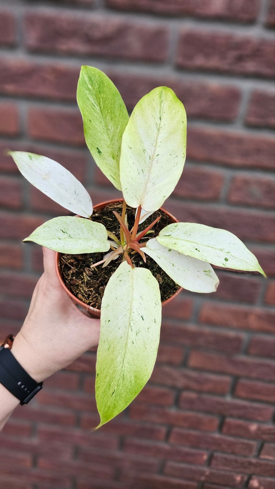Philodendron Snowdrift #1, Overige soorten, Minder dan 100 cm, Groene kamerplant, Halfschaduw