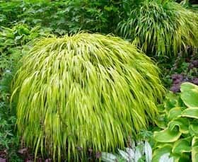 Siergras. Hakonechloa macra (Japans berggras)  € 1,50, Ophalen, Vaste plant, Siergrassen, Halfschaduw