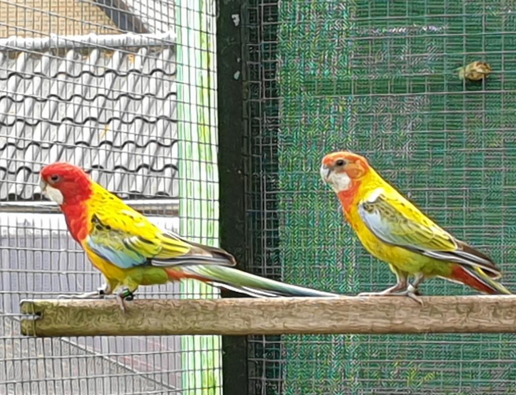 rosella, Dieren en Toebehoren, Vrouwelijk, Parkiet, Geringd